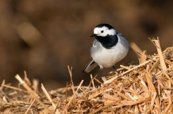 Konipas bílý  ( Motacilla alba )