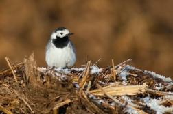 Konipas bílý  ( Motacilla alba )