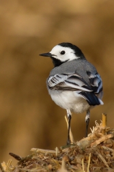 Konipas bílý  ( Motacilla alba )