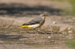 Konipas horský  ( Motacilla cinerea )