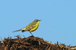 Konipas horský  ( Motacilla cinerea )