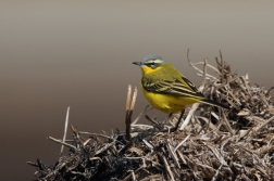 Konipas luční ( Motacilla flava )