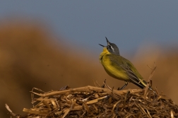 Konipas luční ( Motacilla flava )