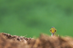 Konipas luční  (  Motacilla flava )