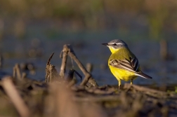 Konipas luční  (  Motacilla flava )