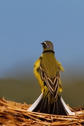 Konipas luční  (  Motacilla flava )