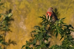 Konopka obecná  ( Carduelis cannabina )