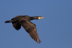 Kormorán velký  ( Phalacrocorax carbo )