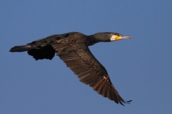 Kormorán velký  ( Phalacrocorax carbo )