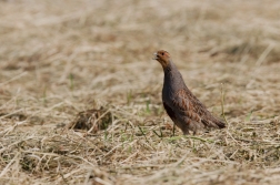 Koroptev polní  (  Perdix perdix )