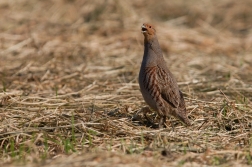 Koroptev polní  (  Perdix perdix )