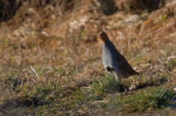 Koroptev polní  (  Perdix perdix )