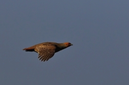 Koroptev polní  (  Perdix perdix )