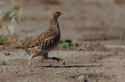 Koroptev polní  (  Perdix perdix )