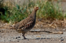 Koroptev polní  (  Perdix perdix )