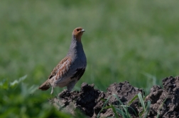 Koroptev polní  (  Perdix perdix )