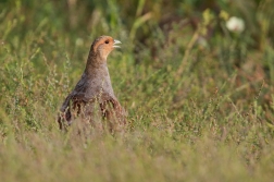 Koroptev polní  ( Perdix perdix )