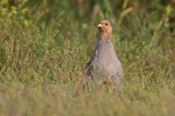 Koroptev polní  ( Perdix perdix )