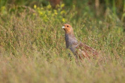 Koroptev polní  ( Perdix perdix )