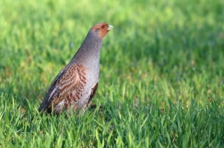 Koroptev polní  ( Perdix perdix )