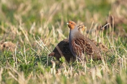 Koroptev polní  ( Perdix perdix )