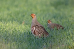 Koroptev polní  ( Perdix perdix )