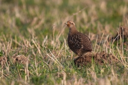 Koroptev polní  ( Perdix perdix )