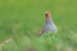 Koroptev polní  ( Perdix perdix )