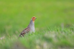 Koroptev polní  ( Perdix perdix )