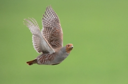 Koroptev polní  ( Perdix perdix )