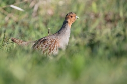 Koroptev polní  ( Perdix perdix )