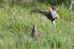 Koroptev polní  ( Perdix perdix )