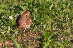 Koroptev polní ( Perdix perdix )