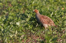 Koroptev polní ( Perdix perdix )