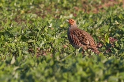 Koroptev polní ( Perdix perdix )