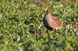 Koroptev polní ( Perdix perdix )