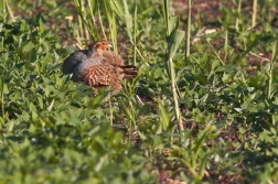 Koroptev polní ( Perdix perdix )