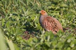 Koroptev polní ( Perdix perdix )