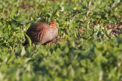 Koroptev polní ( Perdix perdix )