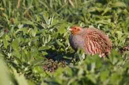 Koroptev polní ( Perdix perdix )