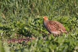 Koroptev polní ( Perdix perdix )