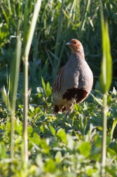 Koroptev polní ( Perdix perdix )