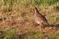 Koroptev polní ( Perdix perdix )