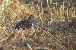 Koroptev polní ( Perdix perdix )