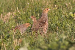 Koroptev polní ( Perdix perdix )