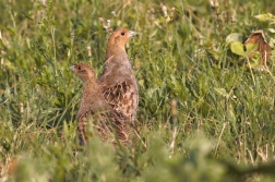 Koroptev polní ( Perdix perdix )