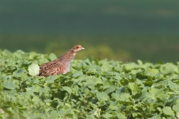 Koroptev polní ( Perdix perdix )