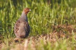 Koroptev polní ( Perdix perdix )