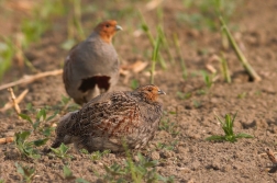 Koroptev polní ( Perdix perdix )