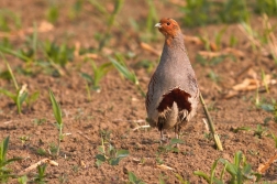 Koroptev polní ( Perdix perdix )